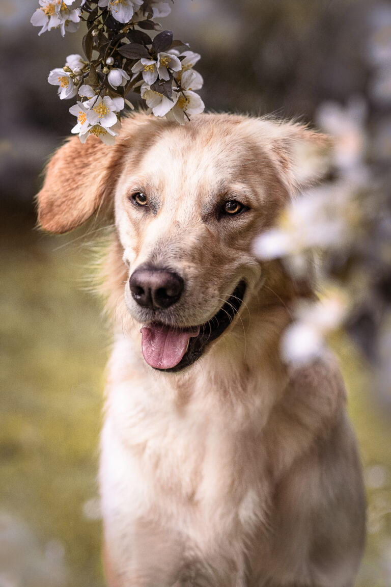 Hundeportrait