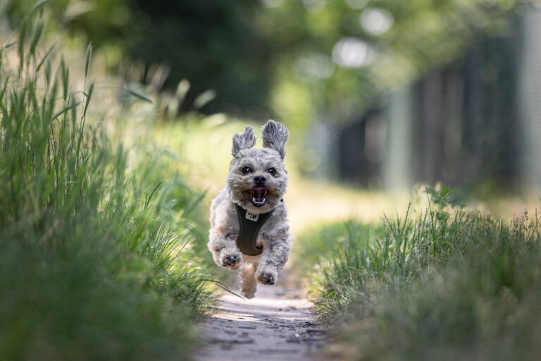 Hund in Aktion, Hundeshooting