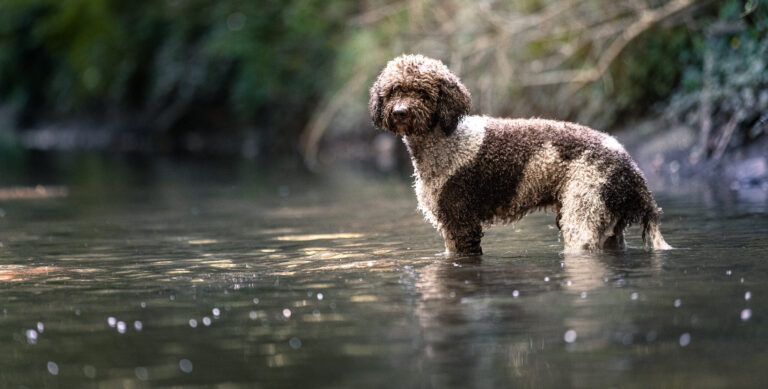 Hundeportrait im Wasser