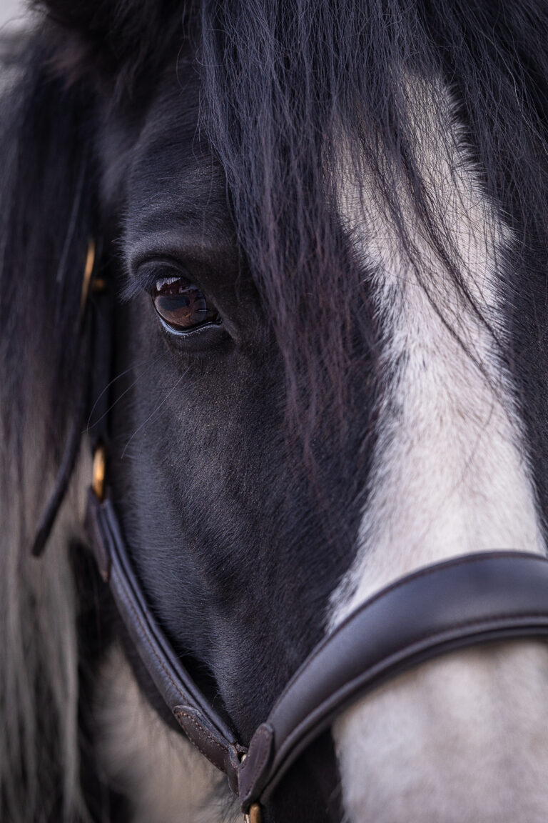 Pferdeportrait Detail