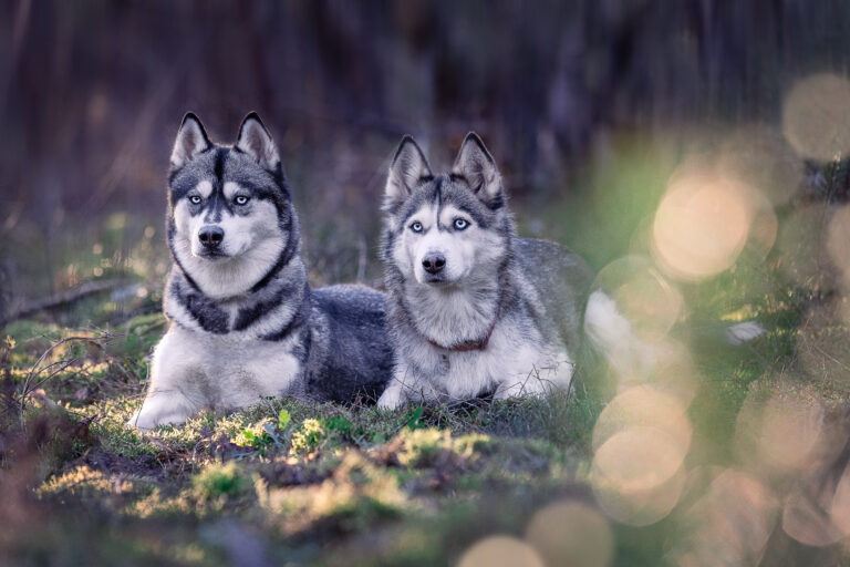 Fotoshoooting mit 2 Hunden