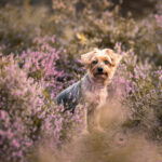 Hundeportrait Fotoshooting Heide