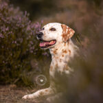 Hundeportrait Fotoshooting Heide