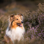 Hundeshooting in der Heide