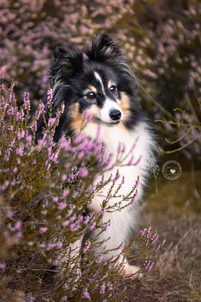 Hundeportrait in der Heide