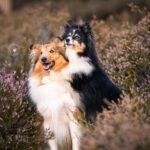 Hundeportrait Fotoshooting Heide