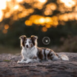 Hundeportrait Fotoshooting Heide